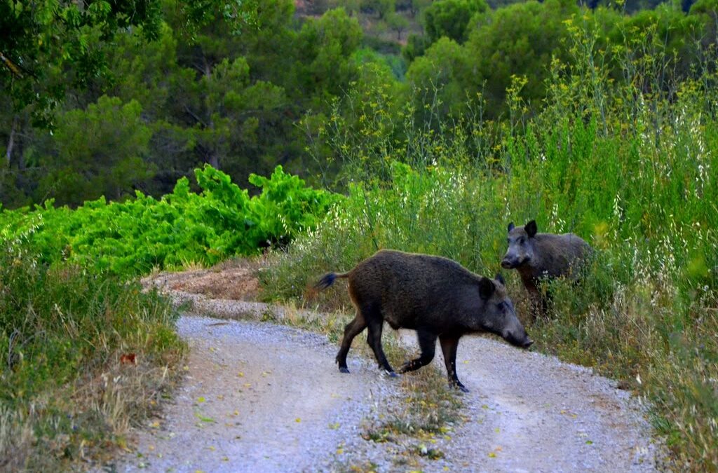 Jornada «Els reptes de salut en ramaderia a casa nostra»