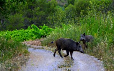 Jornada «Els reptes de salut en ramaderia a casa nostra»